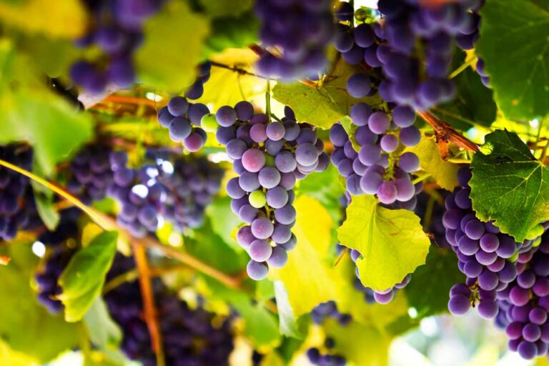 Grapes for Sale Doyle Vineyard Management, LLC Fingerlakes Wine