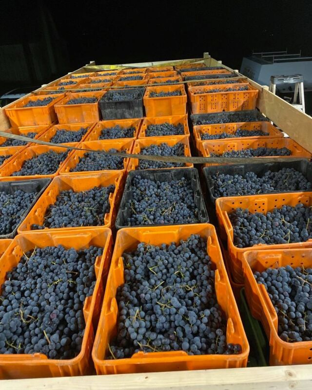 Grapes for Sale – Doyle Vineyard Management, LLC | Fingerlakes